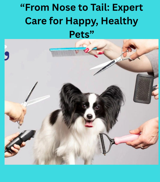 “Beyond the Haircut: How to Advocate for Your Dog at the Groomer”