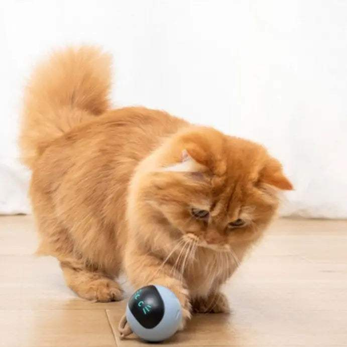 Smart Cat ToySmart Cat ToyPaws And PensWhy Every Cat Needs a Smart Cat Toy
Cats like to play with different balls, our interactive fitness ball will bring hours of fun to your cats!

Perfect Quality MaterPaws and pens