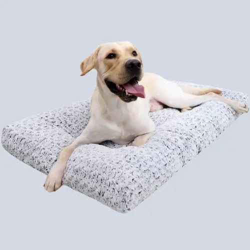 Washable Dog Bed Mattress Fluffy Calming Dog BedWashable Dog BedPaws And PensWhy Choose a Washable Dog Bed?
"Cozy, Fluffy, and Washable – The Ultimate Comfort for Your Dog!"

Luxurious Padding Support - Filled with 4" premium polypropylene fiPaws And Pens